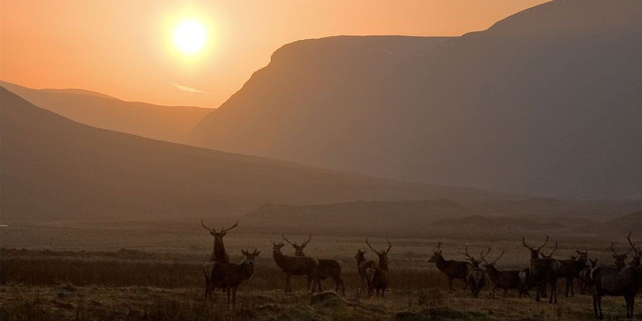 Alladale Wilderness Reserve