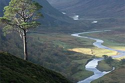 Alladale Wilderness Reserve