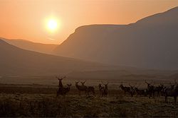 Alladale Wilderness Reserve