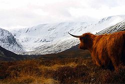 Alladale Wilderness Reserve