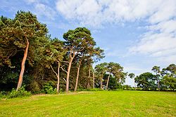 Bunny Hill Weddings