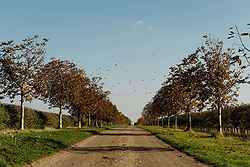 Chestnut Tree Farm
