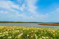 A view of the lake on a blue sky day with a field of daisies in the foreground.