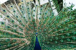 Larmer Tree Gardens