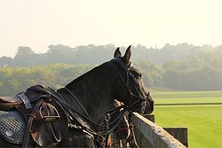 Leadenham Polo Club