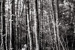 Longton Wood