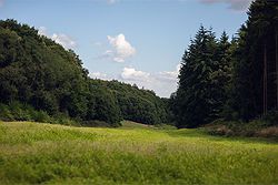 Longton Wood