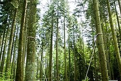 Longton Wood