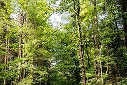 Longton Wood