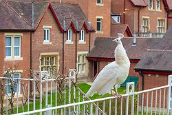 Pendley Manor Hotel